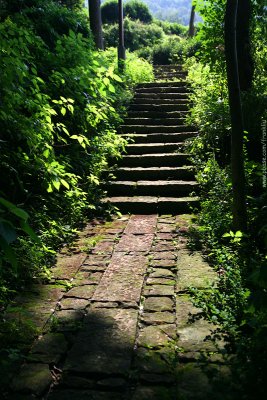Trail through woods