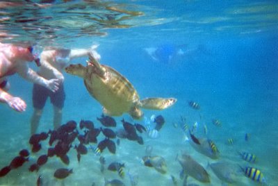 Sea Turtle-2.jpg