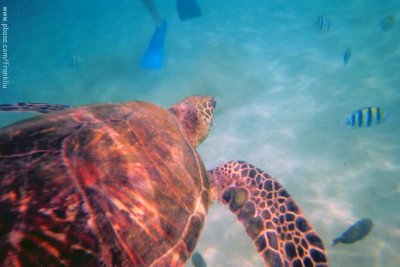 Sea Turtle-3.jpg