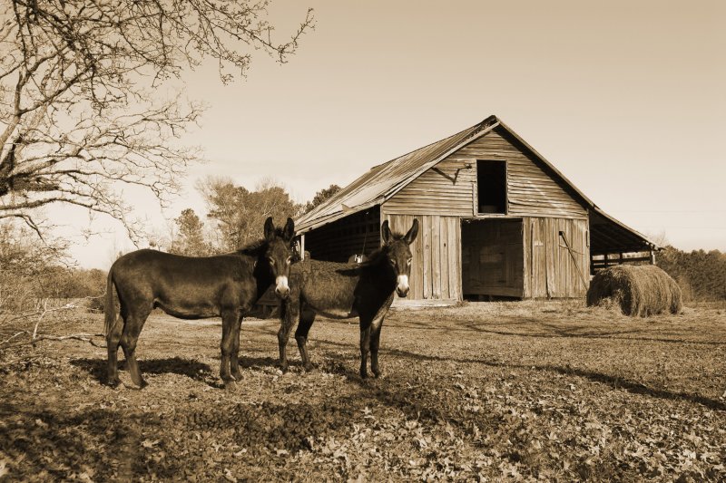 sepia jacks copy_edited-1.jpg