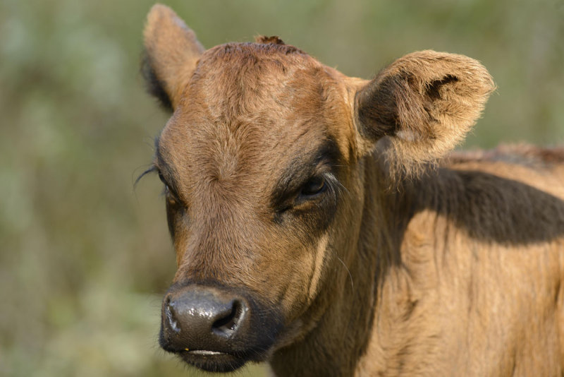 2012 calf.jpg