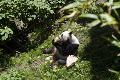 panda