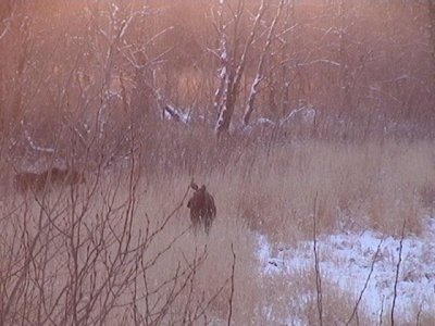 Moose Couple on the morning of Christmas Eve.jpg
