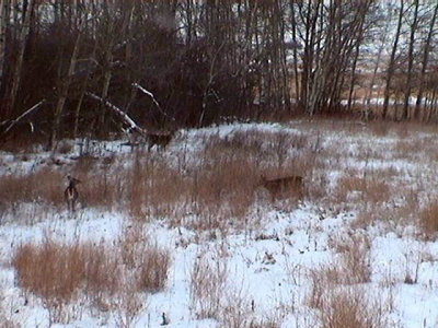 Deer times Three.jpg