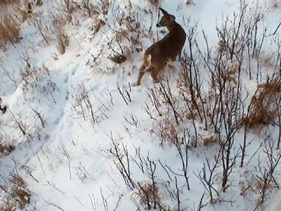 Deer13Jan05-09.jpg
