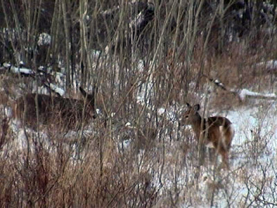 Deer16Jan05-09.jpg