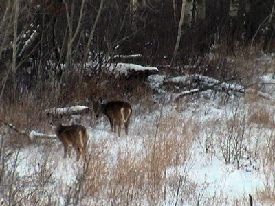 Deer19Jan05-09.jpg