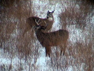 Jan06Deer01.jpg