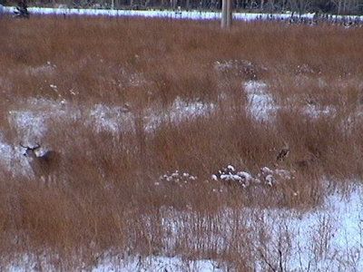 Jan06Deer03.jpg
