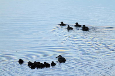 Hmmm... Lots of babies, and it's already August 25th.  I wonder if it's possible for them to get big enough to fly south?