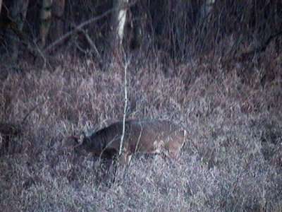 2010_11_10 November Dawn - awakening deer antllers.jpg