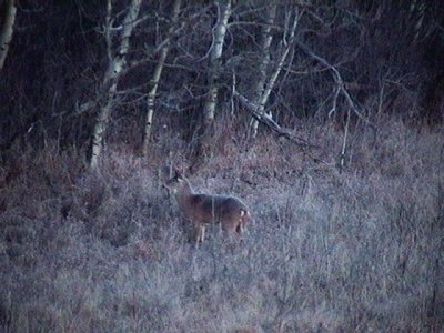 2010_11_10 November Dawn - awakening deer.jpg