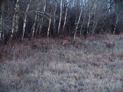 2010_11_10 November Dawn - awakening deer4.jpg