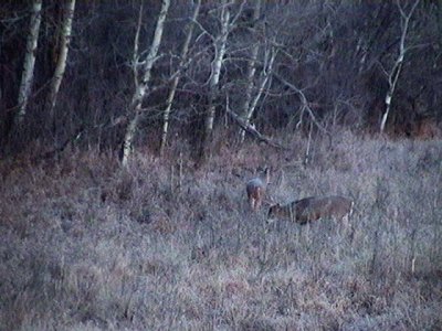 2010_11_10 November Dawn - awakening deer5.jpg