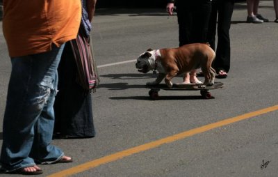 2010_07_11 Skateboard Dog