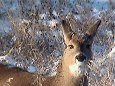 deer11.jpg