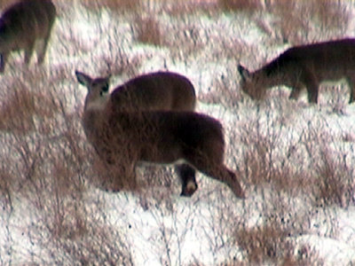 2011 New Year's Deer hunt for food
