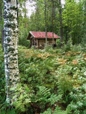 Tree and forest cabin