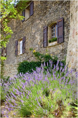 House of Lavender