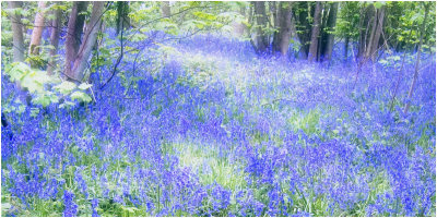 Bluebells 8 - Molto expressivo