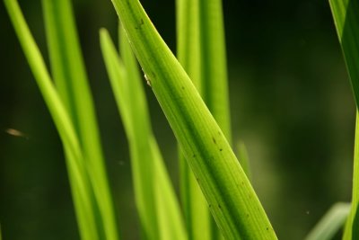 IMG_5696.JPG