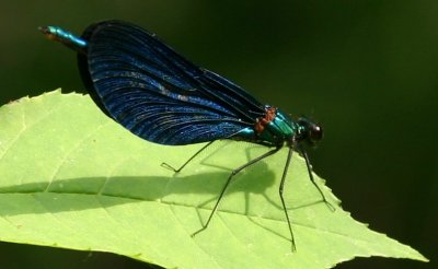 IMG_5712.JPG