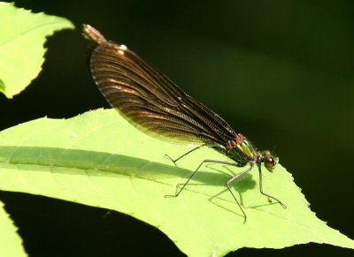 IMG_5721.JPG