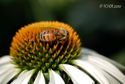 Bee On A Coneflower