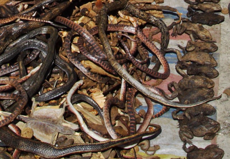 The selling of dried snakes and frogs for medicine in southwest China.