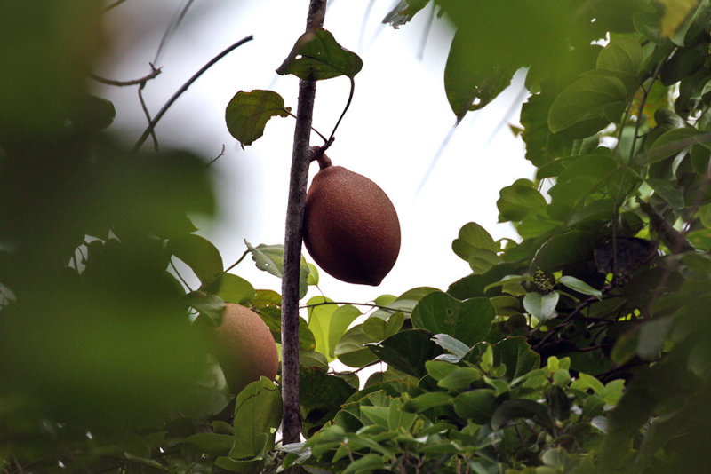 1. Pangium edule Achariaceae (false durian) IMG_3281.jpg