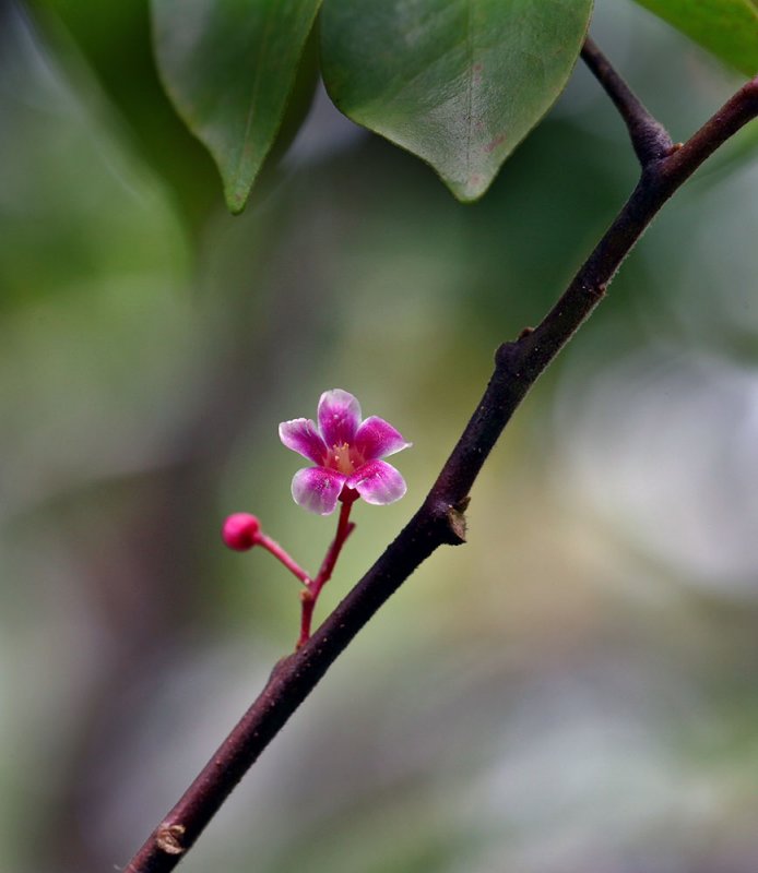 1. Flower of star fruit.  IMG_1136.jpg
