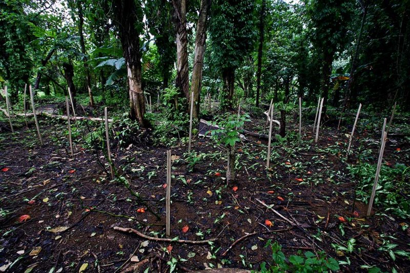 Recent planting of kava. Piper methysticum (Piperaceae)IMG_1601.jpg