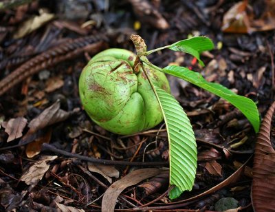 1. Dillenia indica (Dilleniaceae) IMG_3929.jpg