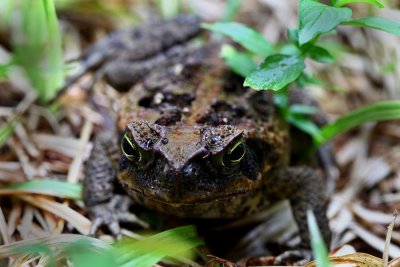 Introduced toad. IMG_3887.jpg