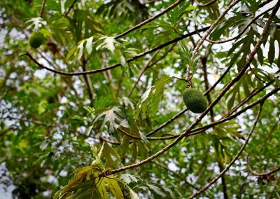 Breadfruit IMG_3844.jpg