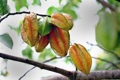 2. Star fruit. IMG_1124.jpg