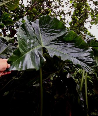 Giant swamp taro  IMG_1747.jpg