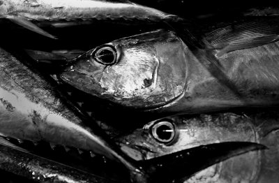Skipjack tuna. Ellen's Market.  L1007912.jpg