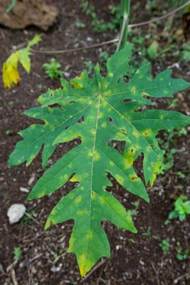 8. Papaya leaf. Reason for the stressed areas? IMG_7722.jpg