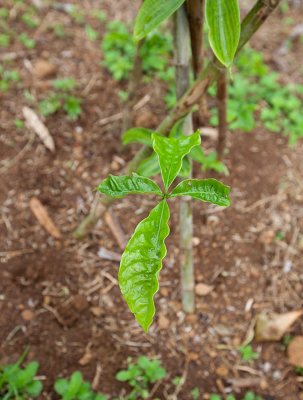 7. Coffe plant, this has been planted for one month. IMG_7750.jpg