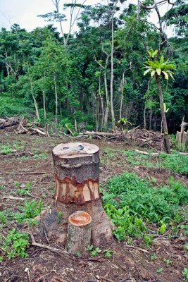 4. A girdled invasive tree. IMG_7754.jpg