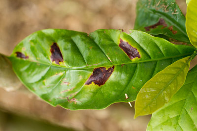 2. A leaf of a coffee plant on Walter's farm. IMG_4616.jpg