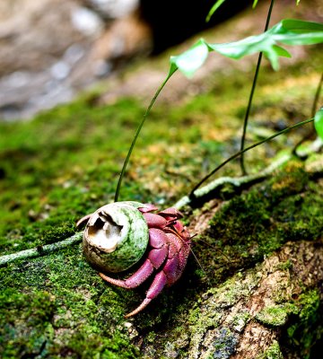 A very young coconut crab still using a off cast shell for a home. L1009447.jpg