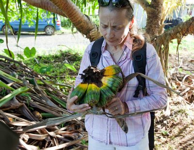 1. Dr. Amy Eisenberg inspecting rotting Pandanus fruit. IMG_9159.jpg