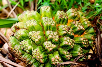 17. Affected Pandanus fruit. IMG_5026.jpg