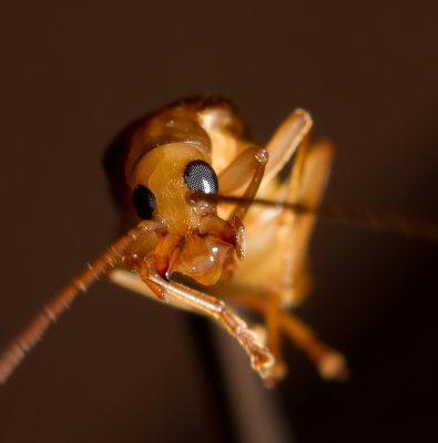 8. Blister beetle.  IMG_5122.jpg