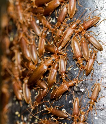 5. Aggregation of insects on a pole on the second floor.  IMG_5146.jpg