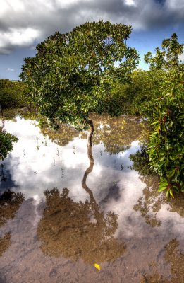 Mangrove. IMG_9529_30_31_t.jpg