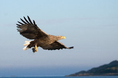 norway_sea_eagles