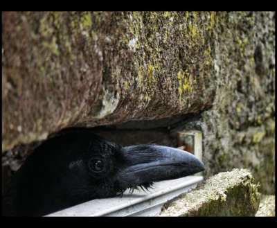 Sad eyes